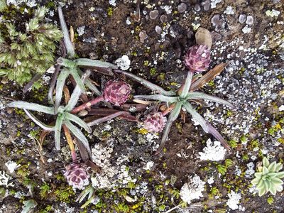 Plantago nubicola, photographed by Humber Alberto
