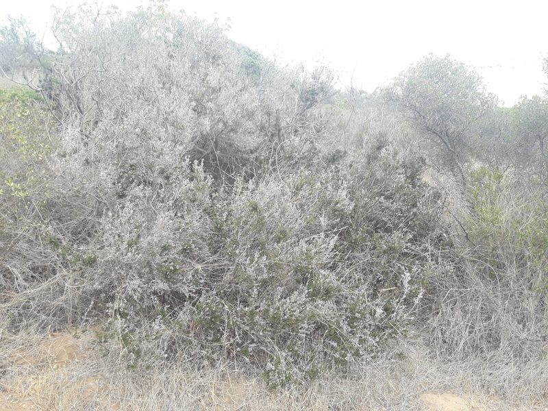 Myrceugenia rufa, photographed by David Gutiérrez