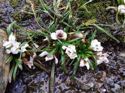 Calandrinia acaulis, photographed by Humber Alberto