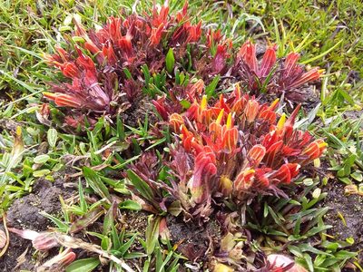 Castilleja pumila, photographed by Humber Alberto