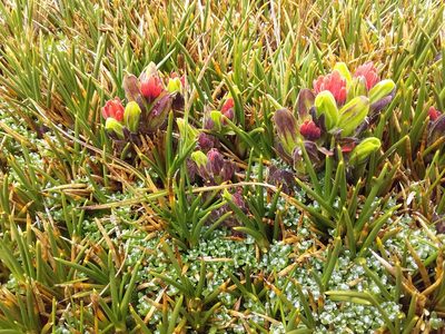 Castilleja nubigena, photographed by Humber Alberto