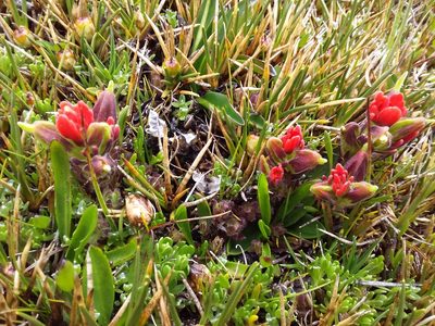 Castilleja nubigena, photographed by Humber Alberto