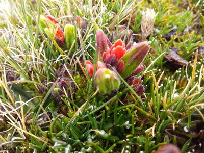 Castilleja nubigena, photographed by Humber Alberto