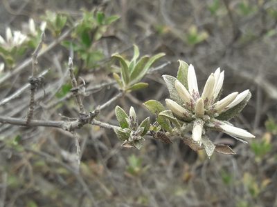 Gochnatia foliolosa, photographed by David Gutiérrez