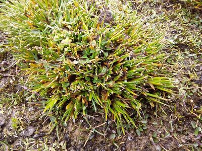 Distichia filamentosa, photographed by Humber Alberto