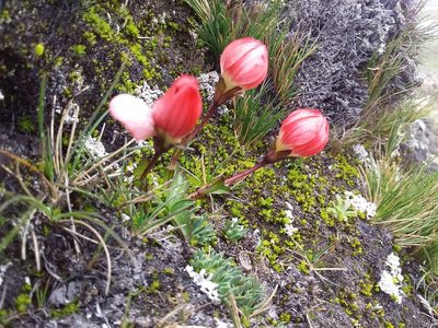 Gentianella primuloides, photographed by Humber Alberto
