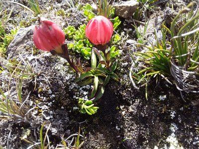 Gentianella primuloides, photographed by Humber Alberto