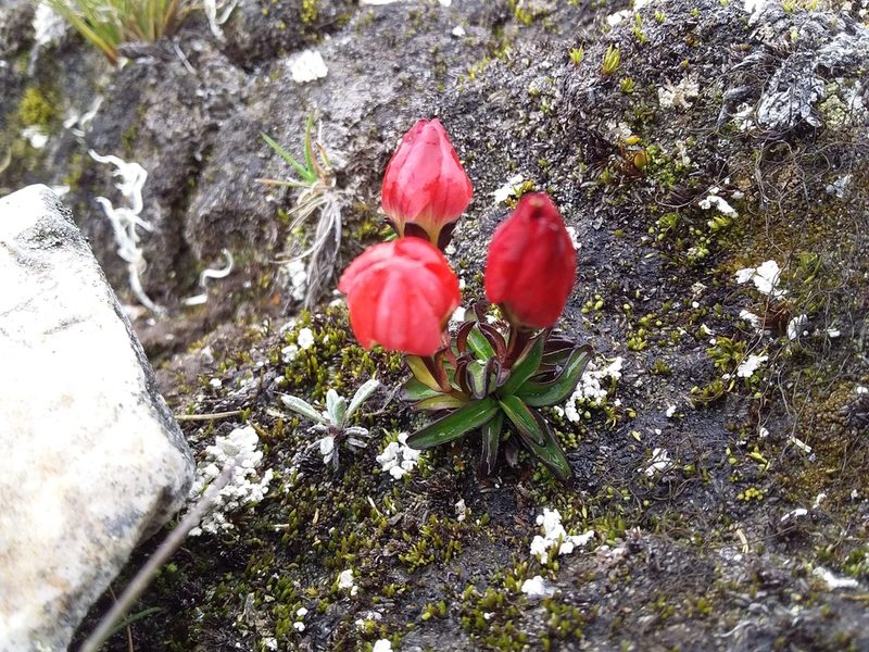Gentianella primuloides, photographed by Humber Alberto