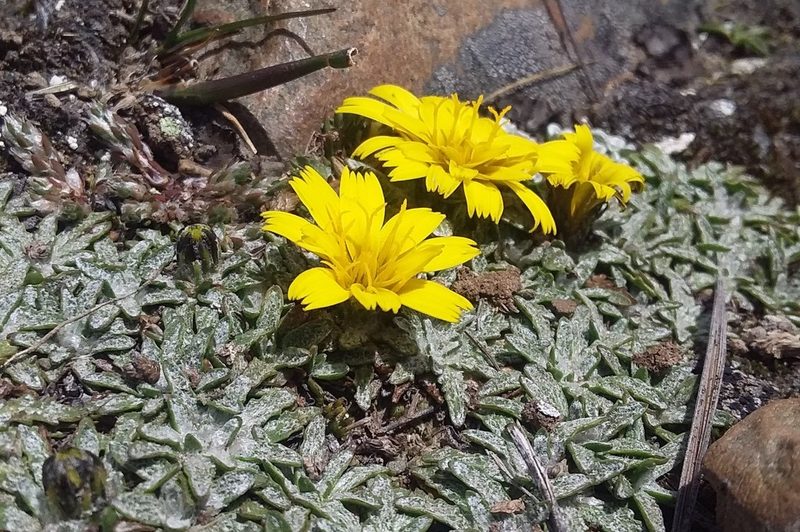 Hypochaeris mucida, photographed by Humber Alberto