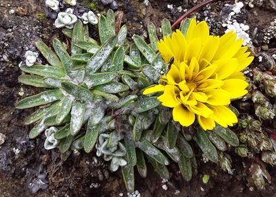 Hypochaeris mucida, photographed by Humber Alberto