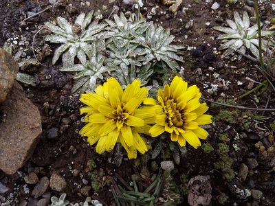 Hypochaeris mucida, photographed by Humber Alberto