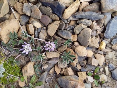 Lupinus conicus, photographed by Humber Alberto