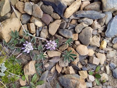 Lupinus conicus, photographed by Humber Alberto