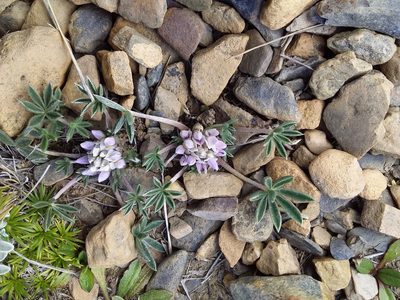 Lupinus conicus, photographed by Humber Alberto