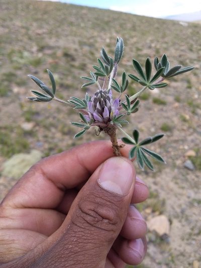 Lupinus conicus, photographed by Humber Alberto