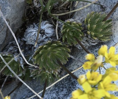 Draba lasiocarpa, photographed by Mirko Ubović