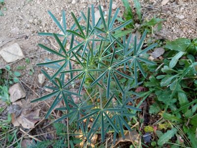 Lupinus angustifolius, photographed by Josep Gesti