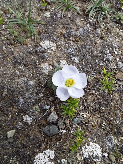 Nototriche lanata, photographed by Humber Alberto