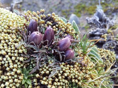 Nototriche purpurascens, photographed by Humber Alberto