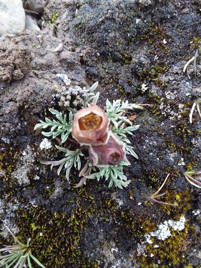 Nototriche purpurascens, photographed by Humber Alberto