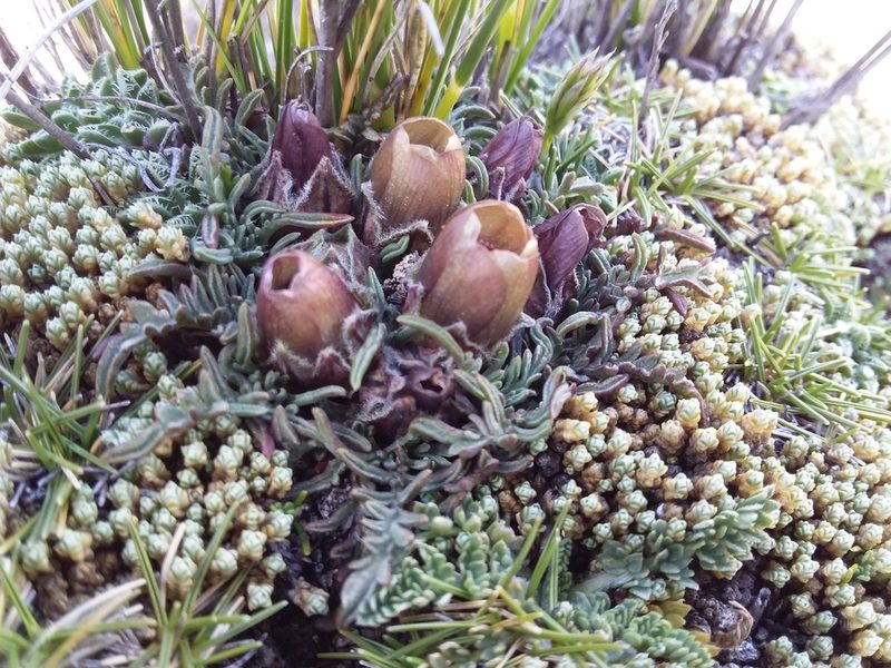 Nototriche purpurascens, photographed by Humber Alberto