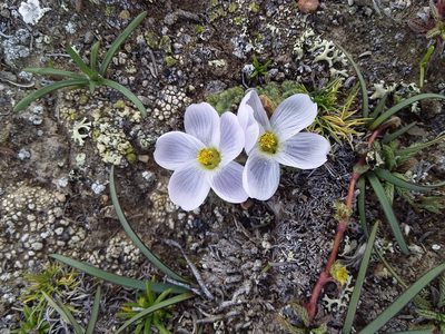 Nototriche lanata, photographed by Humber Alberto