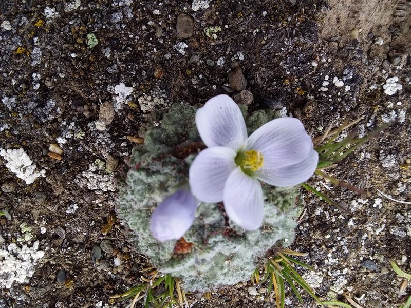 Nototriche lanata, photographed by Humber Alberto