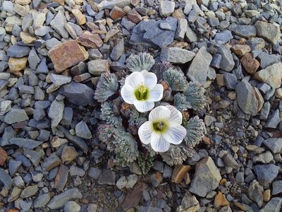 Nototriche obcuneata, photographed by Humber Alberto