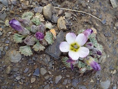 Nototriche obcuneata, photographed by Humber Alberto