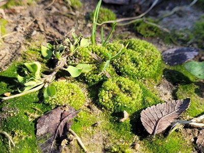 Sphaerocarpos texanus, photographed by Morgan Hay