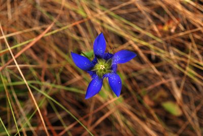 Gentiana autumnalis, photographed by Douglas Goldman