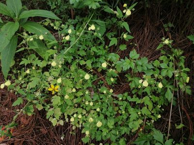 Calceolaria tripartita, photographed by Erick Vélez Sánchez