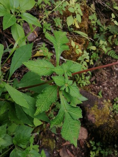 Dahlia australis, photographed by Erick Vélez Sánchez
