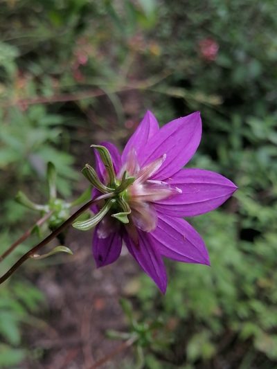 Dahlia australis, photographed by Erick Vélez Sánchez