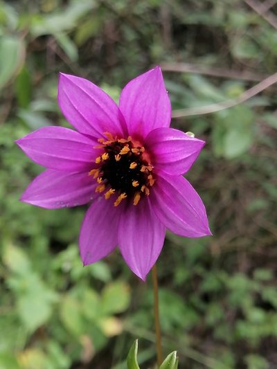 Dahlia australis, photographed by Erick Vélez Sánchez
