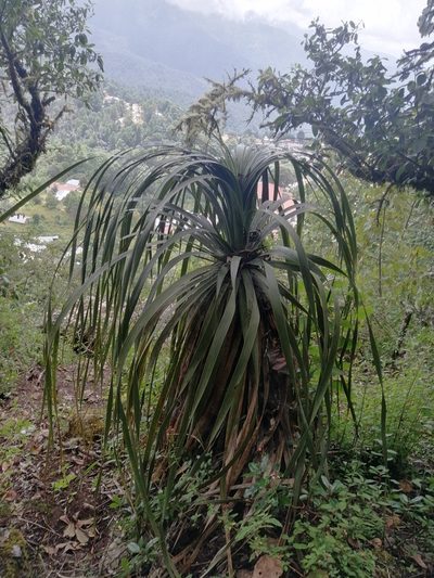 Nolina parviflora, photographed by Erick Vélez Sánchez