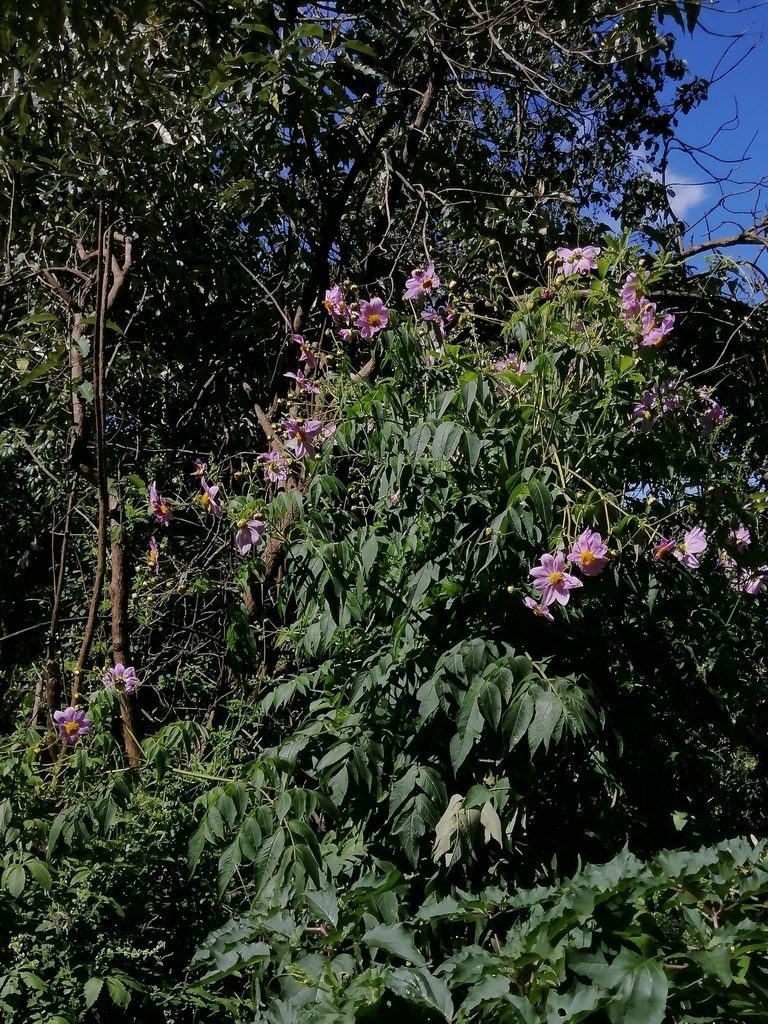 Dahlia tenuicaulis, photographed by Erick Vélez Sánchez