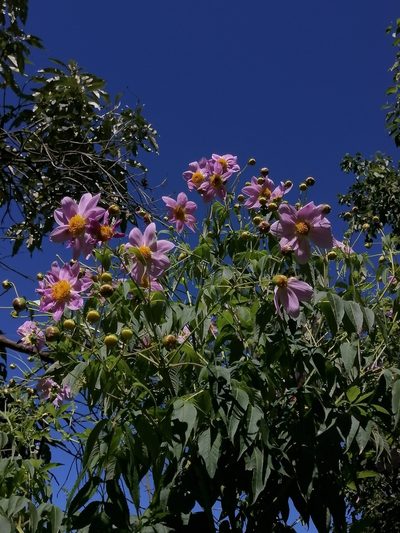 Dahlia tenuicaulis, photographed by Erick Vélez Sánchez