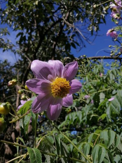 Dahlia tenuicaulis, photographed by Erick Vélez Sánchez
