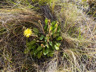 Sonchus novae-zelandiae, photographed by Cara-Lisa Schloots