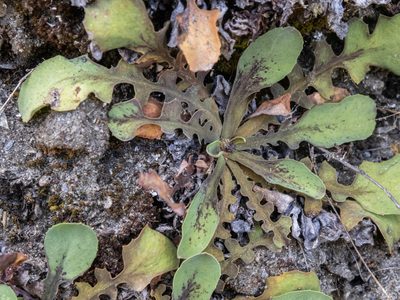 Sonchus novae-zelandiae, photographed by Cara-Lisa Schloots