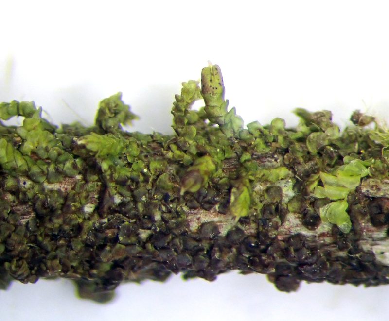 Frullania incumbens, photographed by Peter de Lange