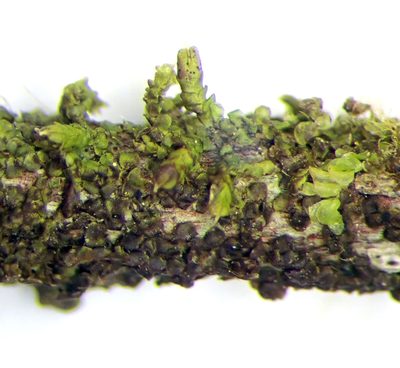 Frullania incumbens, photographed by Peter de Lange