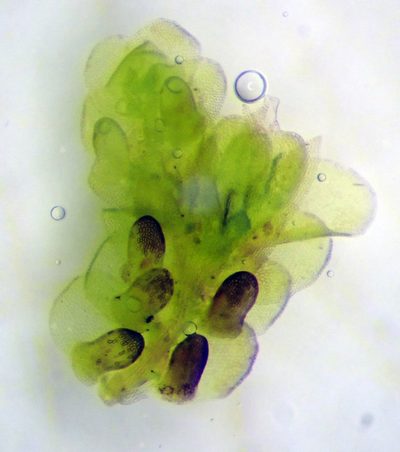 Frullania incumbens, photographed by Peter de Lange
