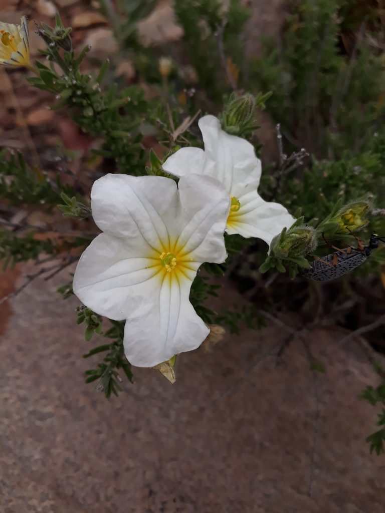 Nierembergia tandilensis, photographed by Mateo Cocimano
