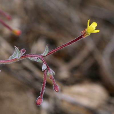 Camissonia pubens, photographed by Steve Matson