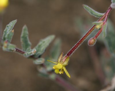 Camissonia pubens, photographed by Steve Matson