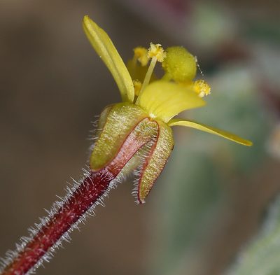 Camissonia pubens, photographed by Steve Matson