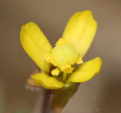 Camissonia pubens, photographed by Steve Matson
