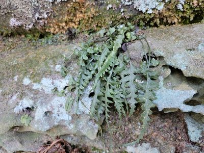 Asplenium pinnatifidum, photographed by Elias